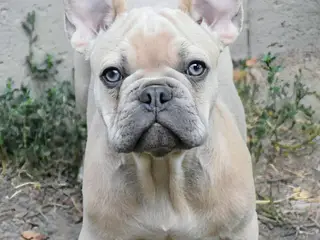 2 Franske bulldog hvalpe.