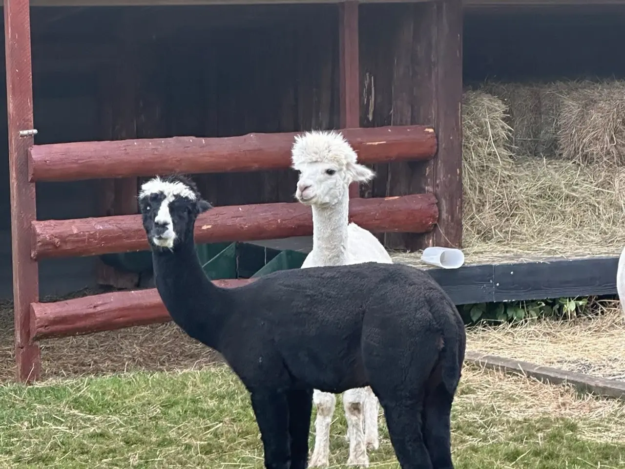 Billede 3 - Alpaca hingste