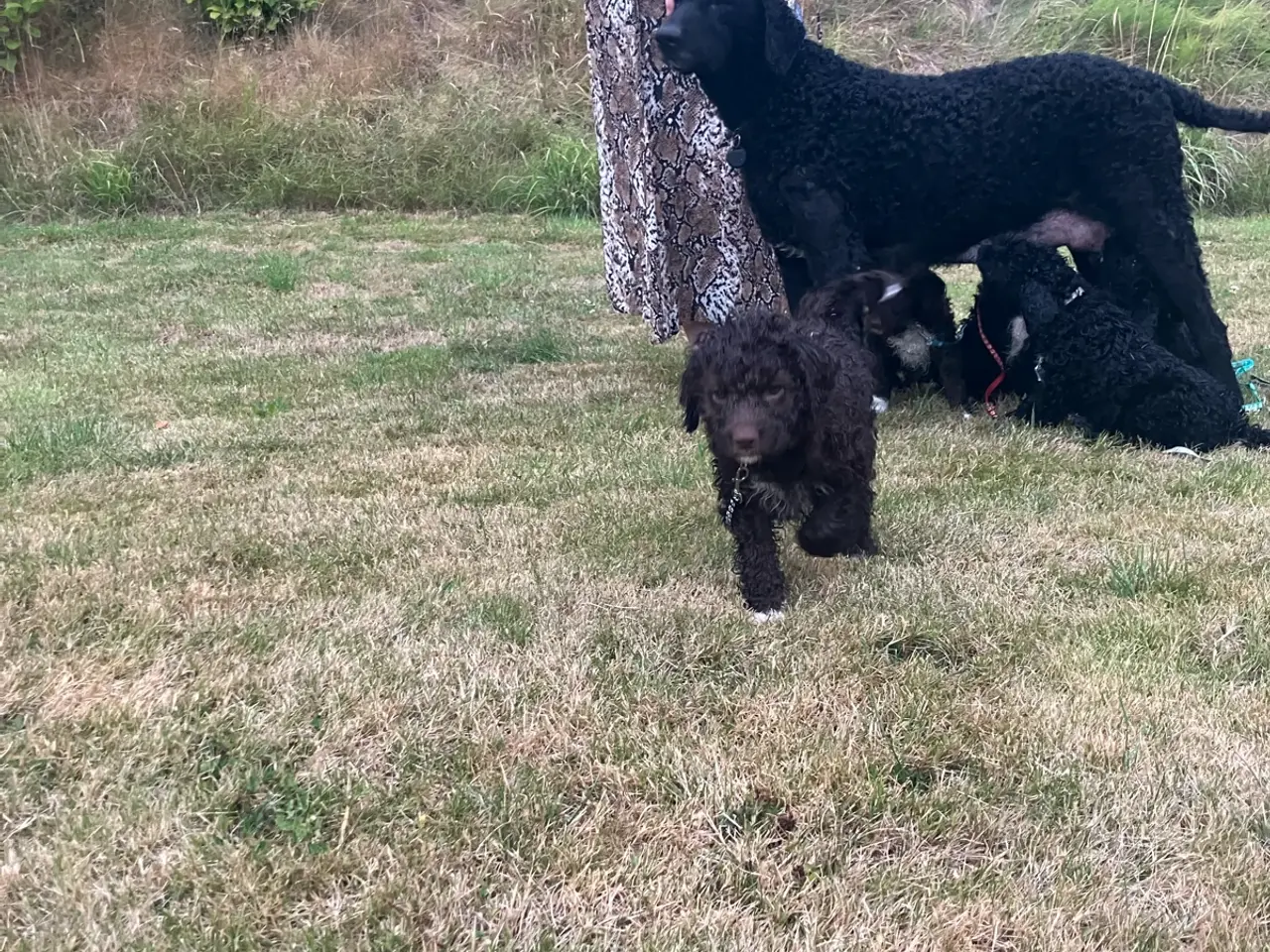 Billede 10 - Lagotto Romagnolo/Curly Coatted Retriever 