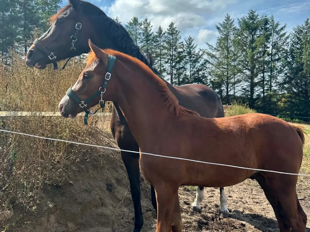 Billede 7 - Dansk varmblod hingst