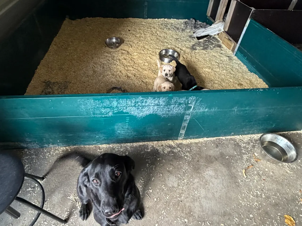 Billede 10 - Labrador Hundehvalpe 2 stk tilbage