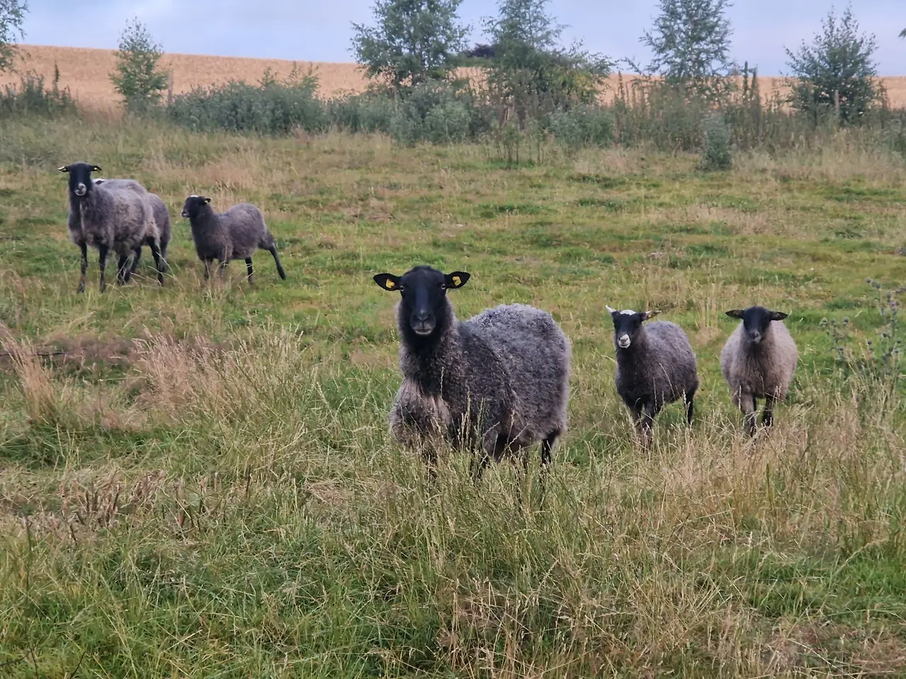 Billede 1 - Får og gimmerlam sælges