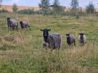 Får og gimmerlam sælges