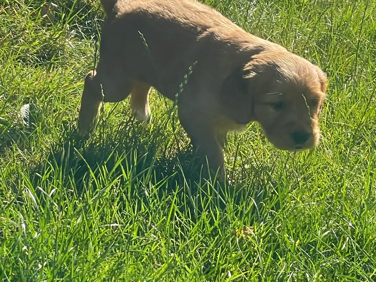 Billede 9 - Golden/cocker/flatcoated familie el jagthunde