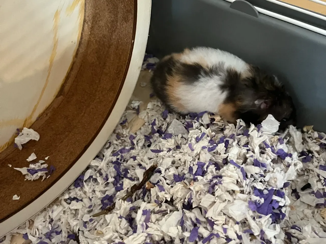 Billede 3 - Guldhamster hun sælges