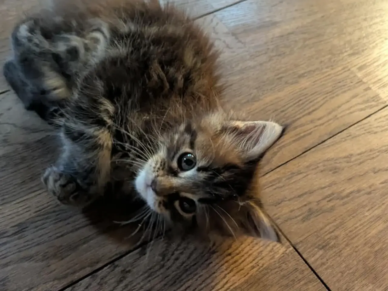 Billede 13 - Donderboss Maine coon