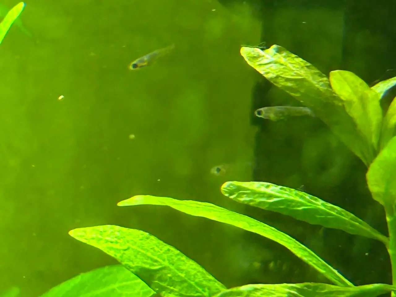 Billede 3 - 🟠🐟 Endler Guppy Unger – 5 for 30 kr