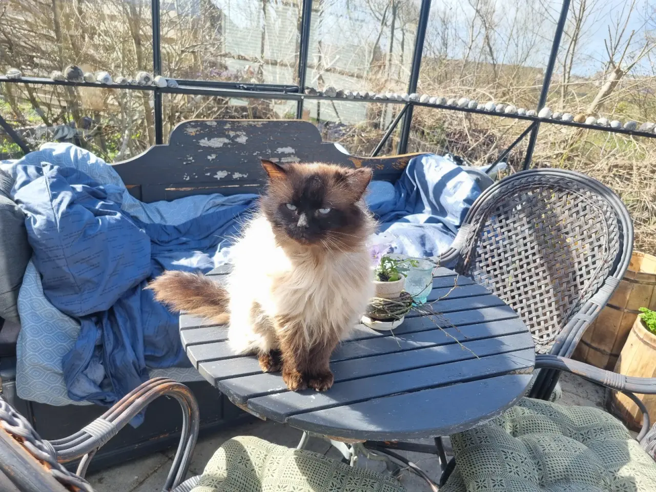 Billede 7 - Ragdoll pige