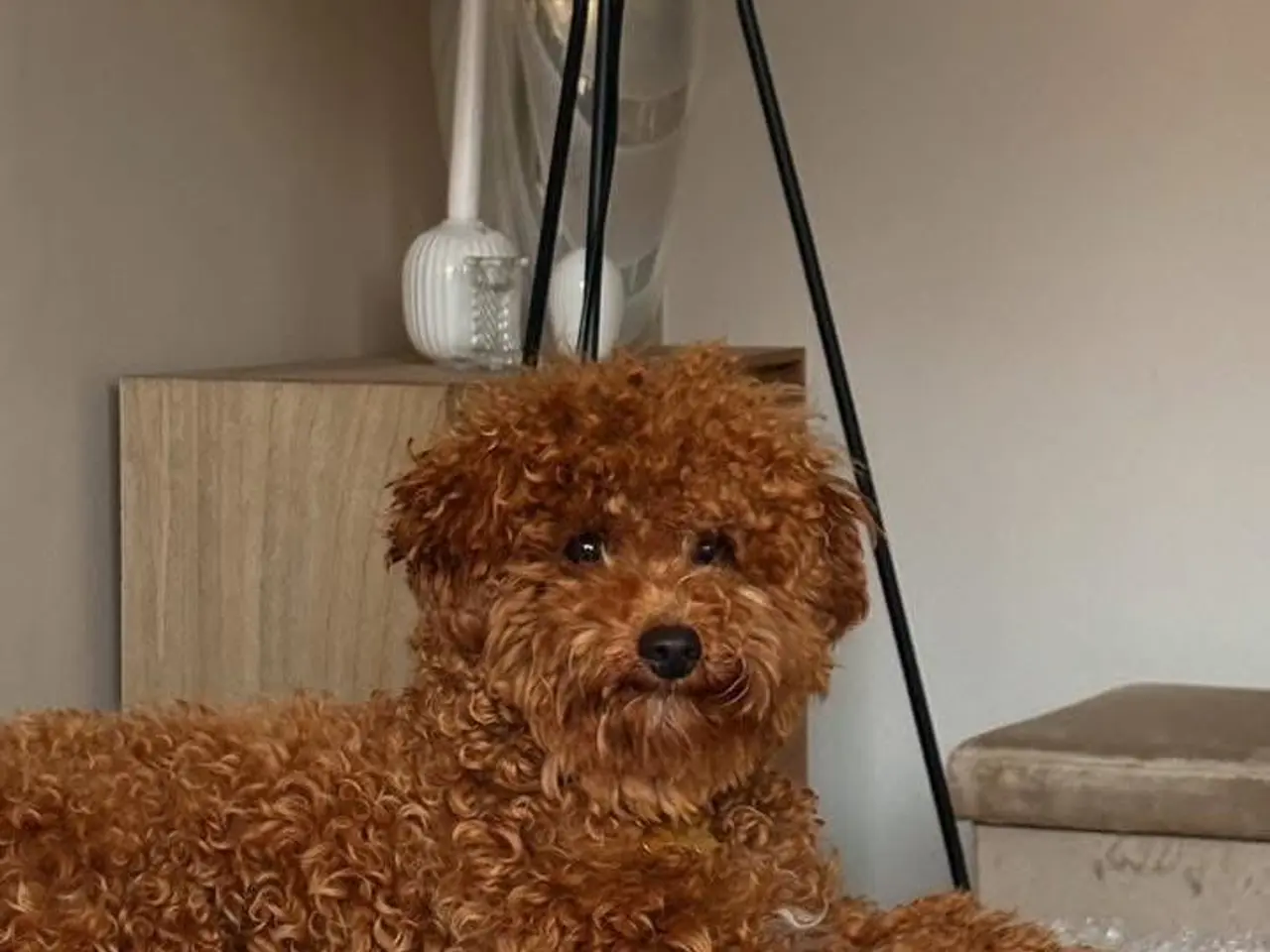 Billede 1 - HAN-HUND TIL AVL SØGER TÆVE I LØBETID