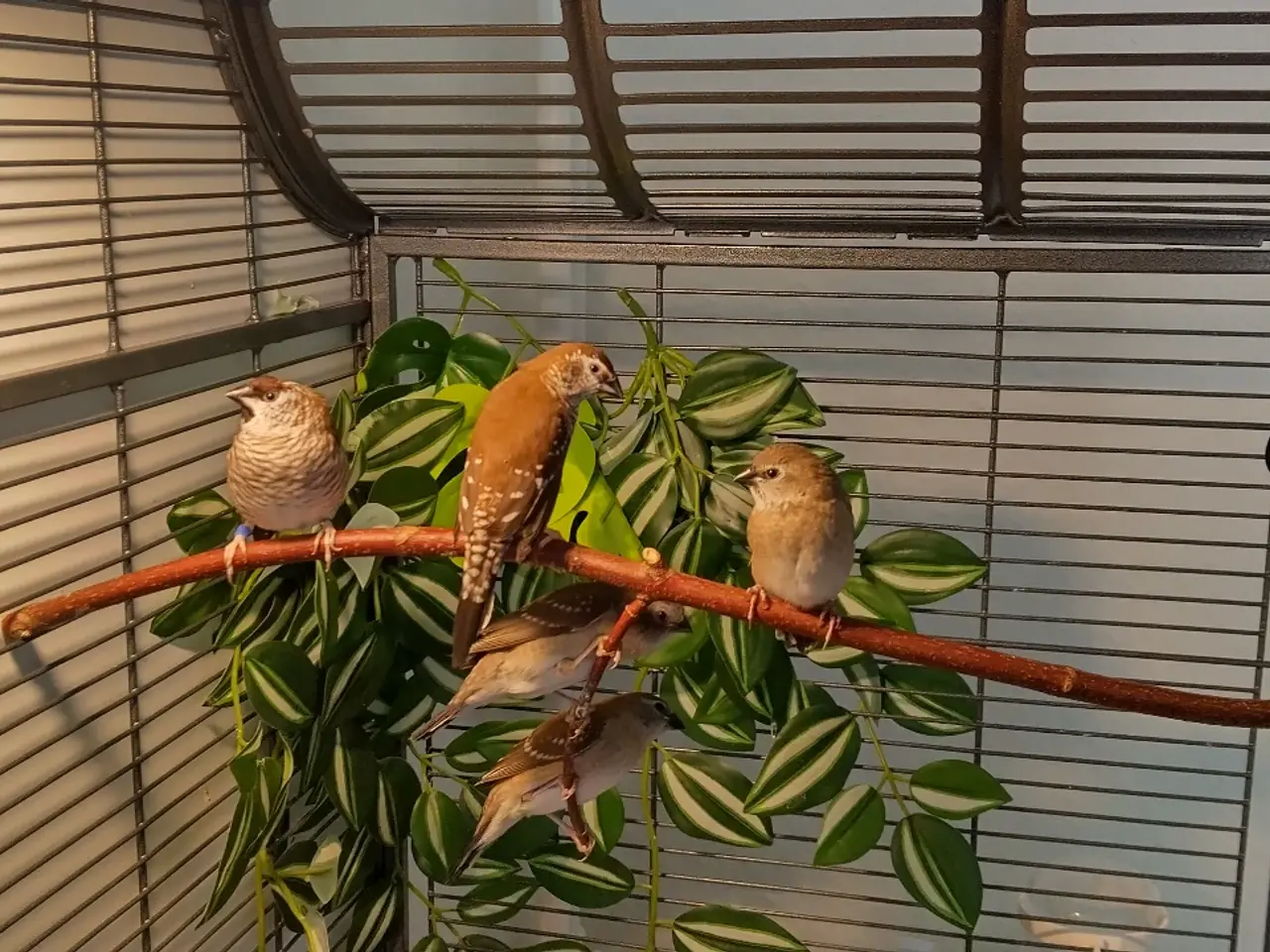 Billede 1 - Ceresalstrid avls par med 3 unger sælges 🐦