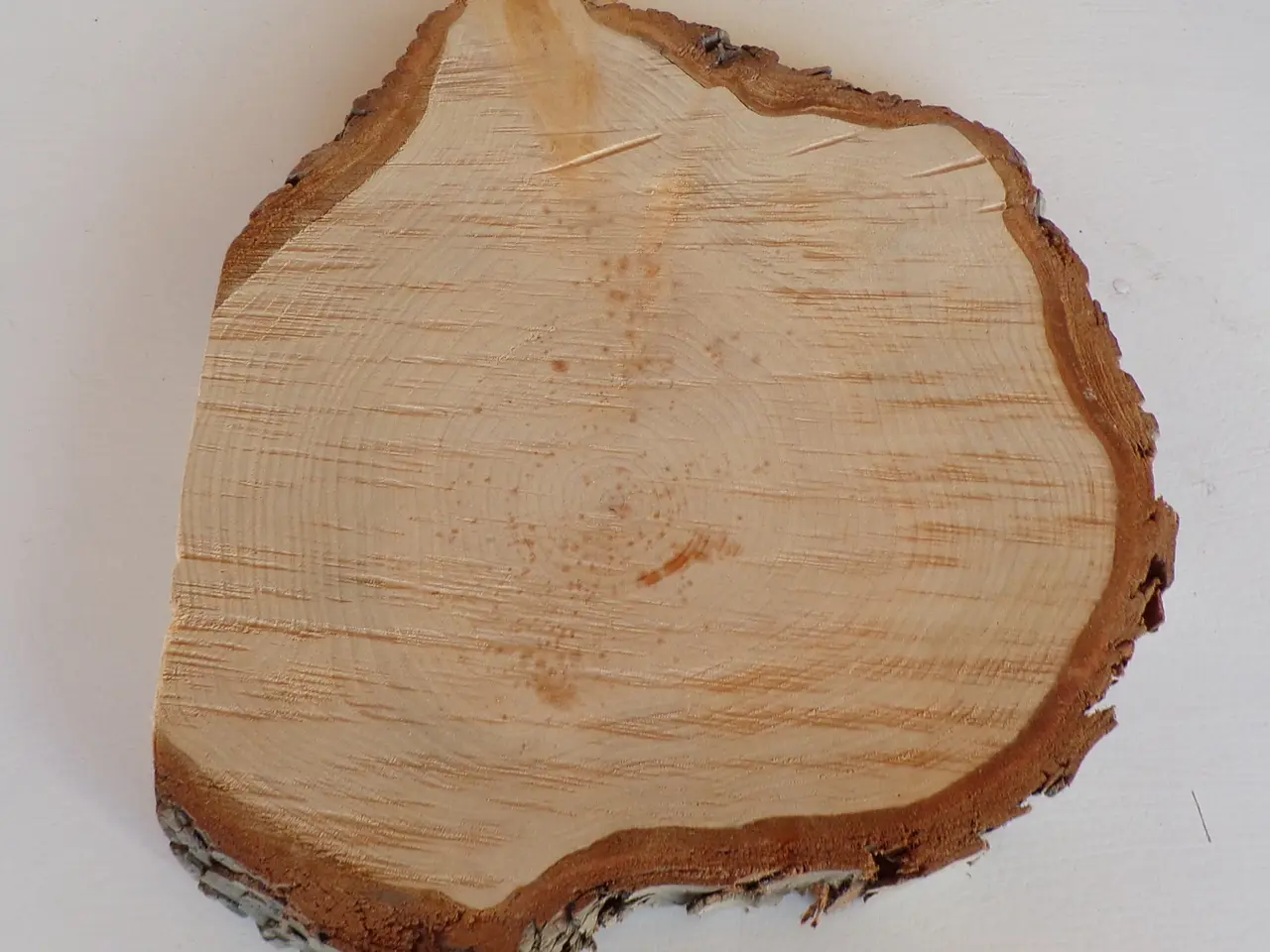 Billede 3 - NY Thuja Træskive 26 cm