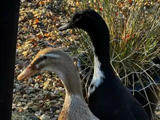 2 Løbeænder