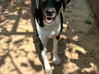 Sødeste Kobie søger sit eget hjem<3