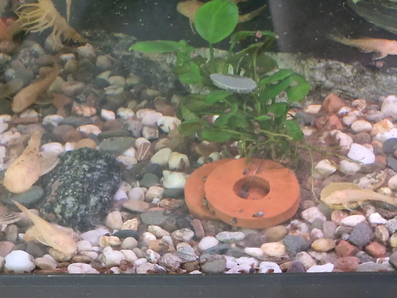 Billede 1 - Ancistrus L144 albino maller
