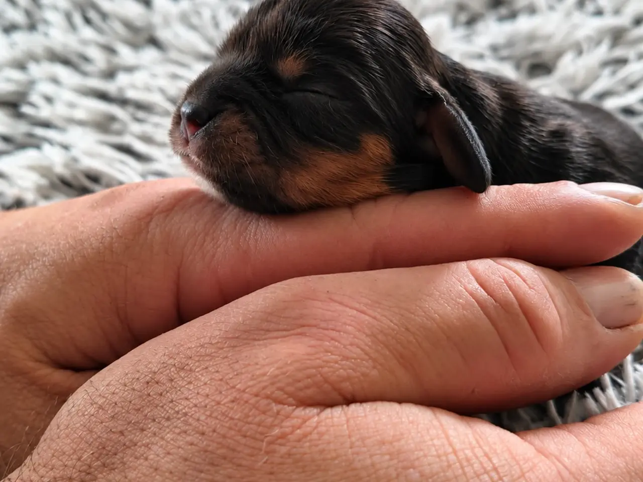 Billede 2 - Cavalier King Charles 