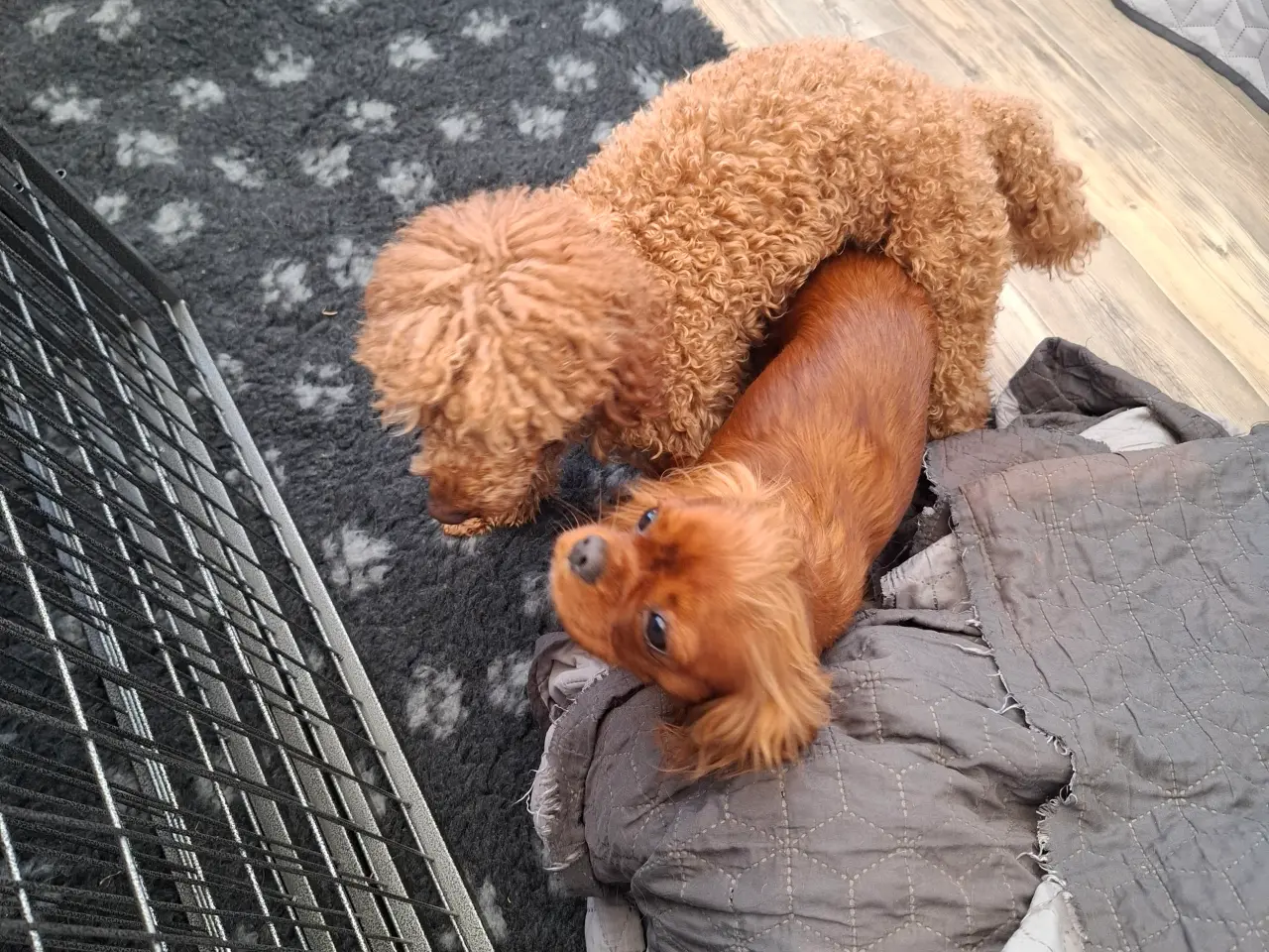 Billede 9 - Dværg hanhunde til paring på vores adresse