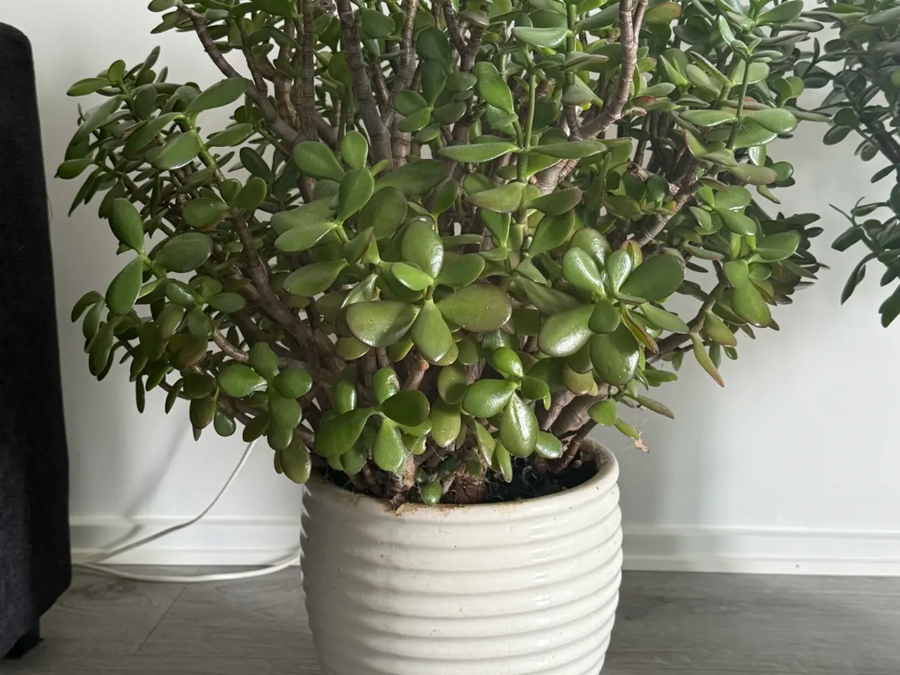 Billede 2 - Store paradis/pengeplanter i hvide krukker.