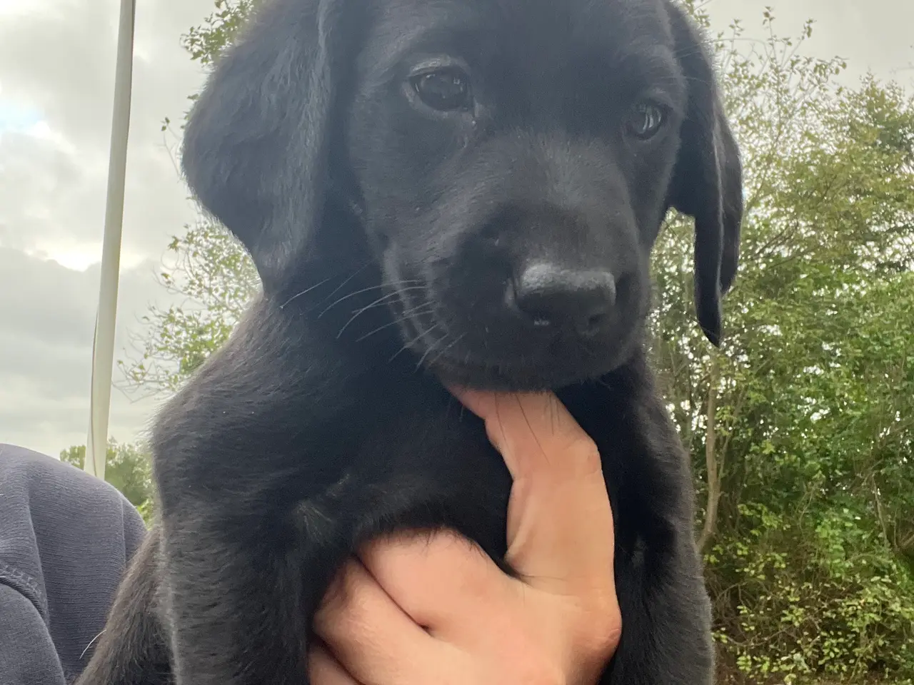 Billede 6 - Formel 1 Labrador hvalpe søger familier i uge 42