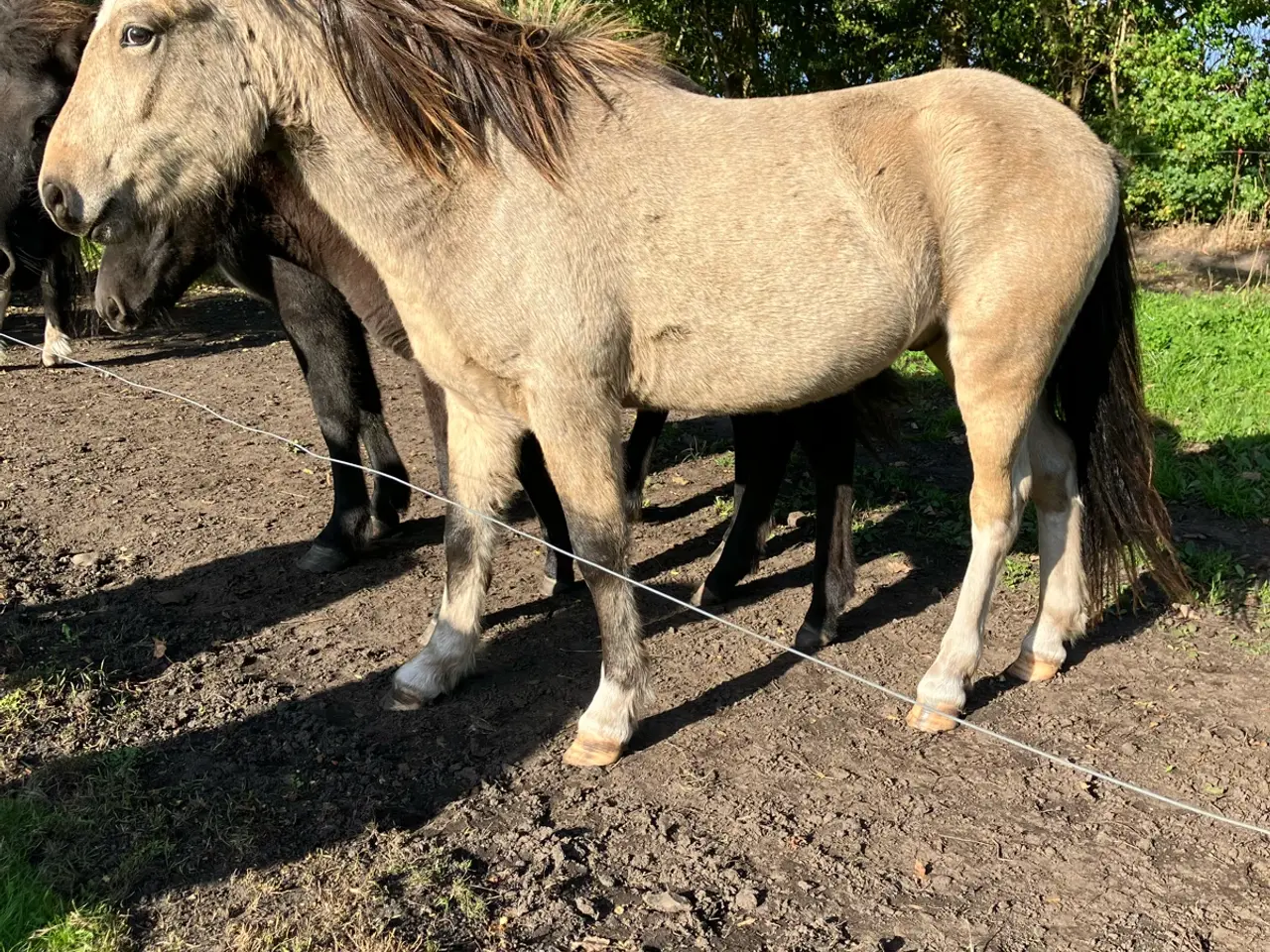 Billede 2 - Ponyhingst, 2 år