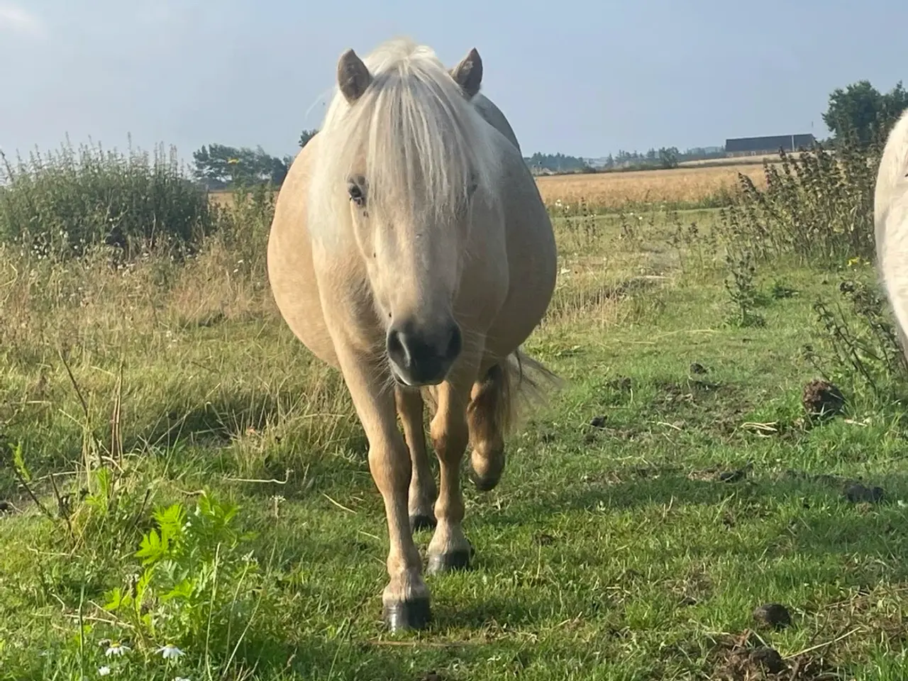 Billede 1 - Palomino hoppe og hingsteføl