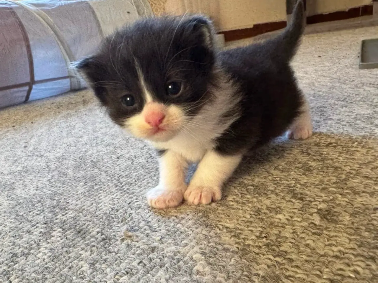 Billede 6 - 🖤Nuttet Maine Coon/Ragdoll hankilling🖤