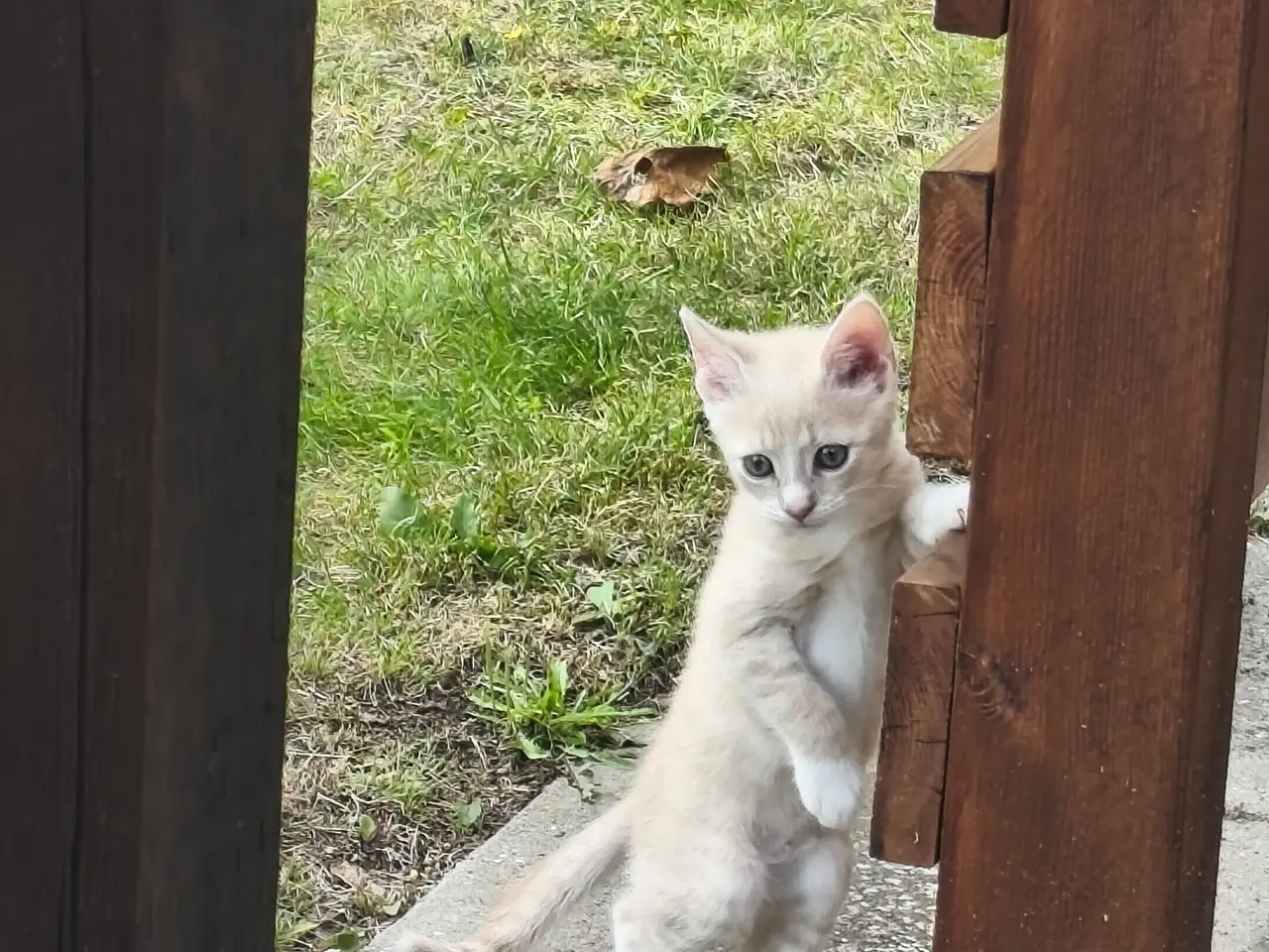 Billede 1 - Lille Katte søger ny hjem 