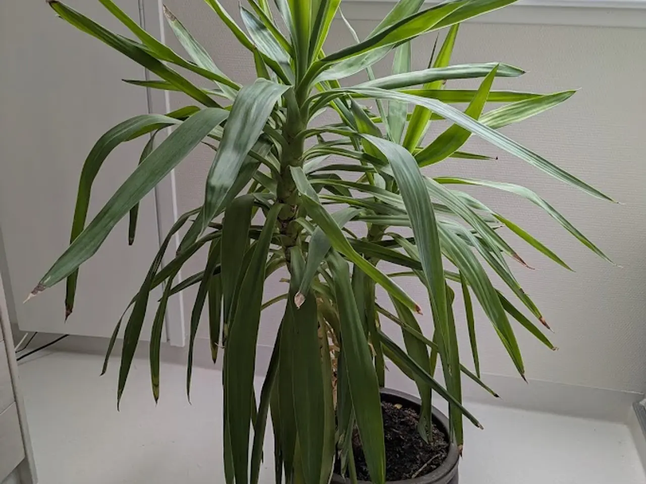 Billede 1 - Yucca palme (stueplante) incl. potte