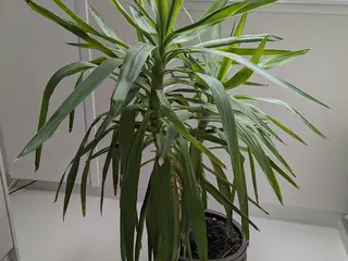 Yucca palme (stueplante) incl. potte