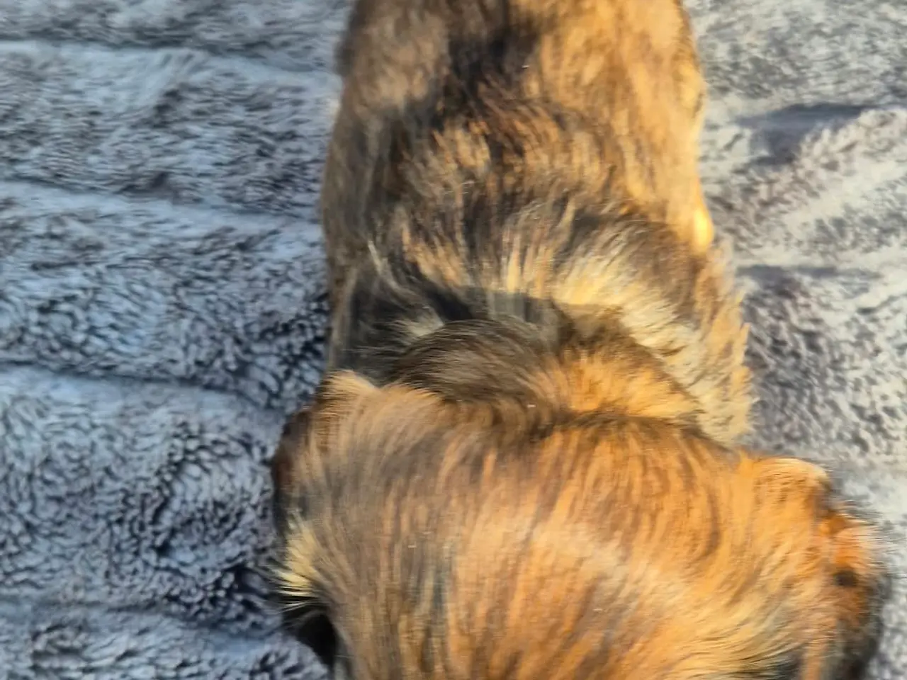 Billede 3 - Miniature langhårede gravhundehvalpe