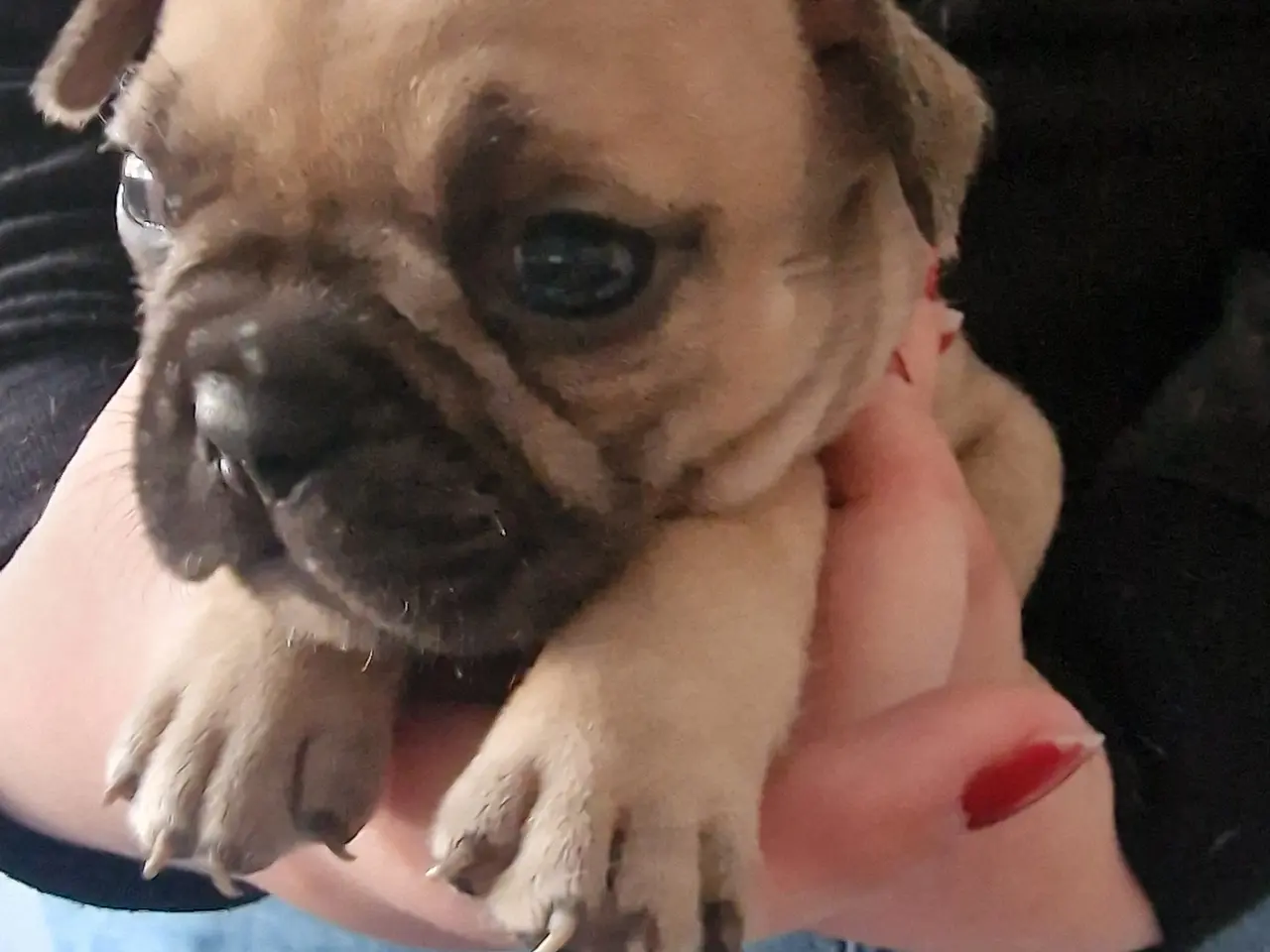 Billede 2 - Fransk bulldog hvalpe