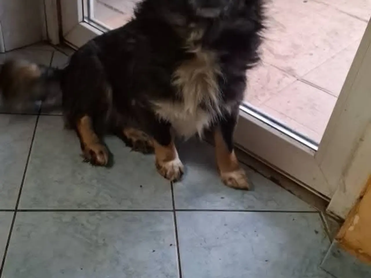 Billede 4 - Baloo