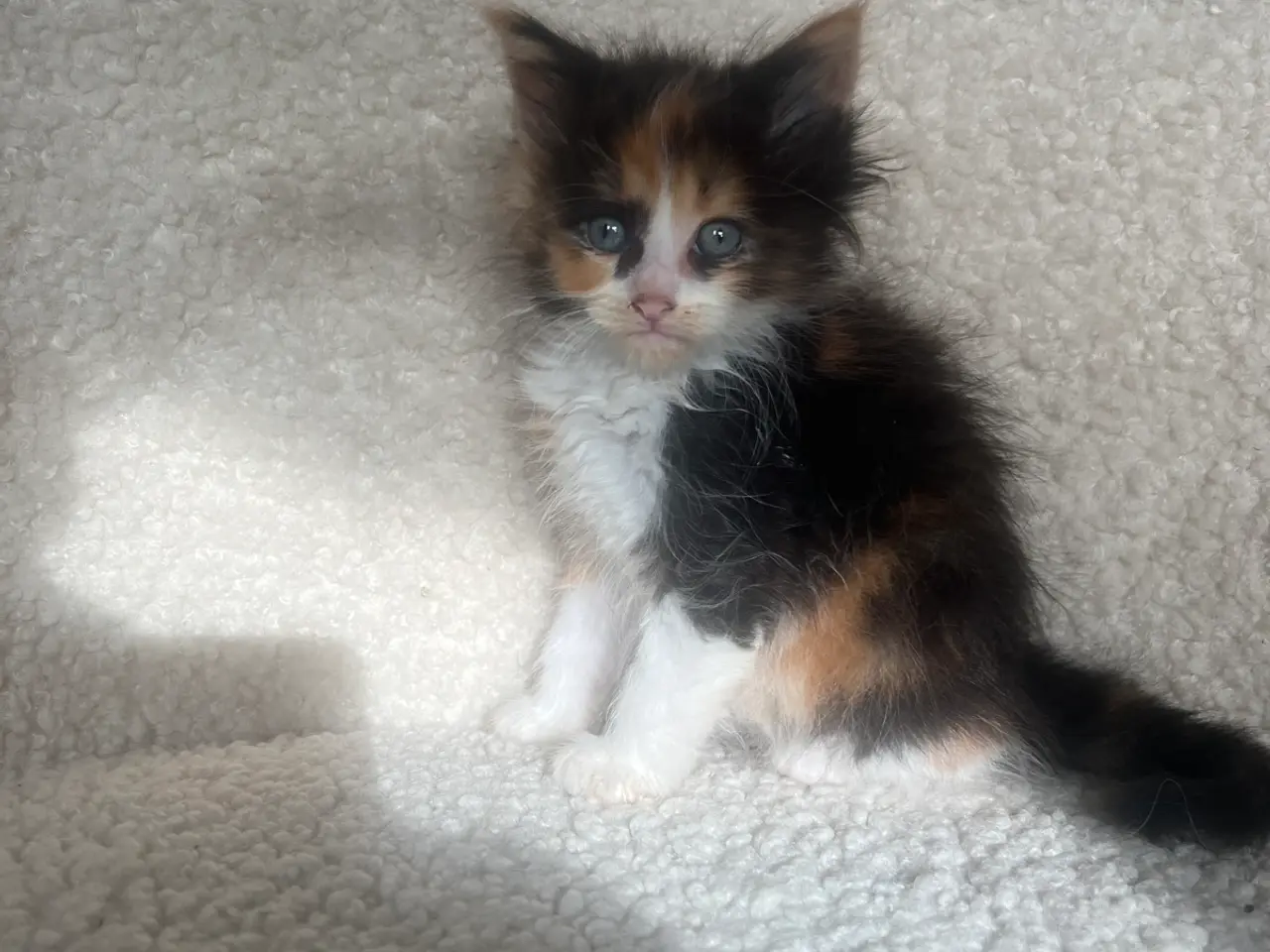 Billede 1 - Mainecoon killinger søger nye hjem