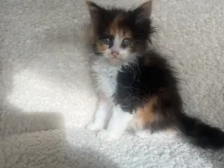Mainecoon killinger søger nye hjem 