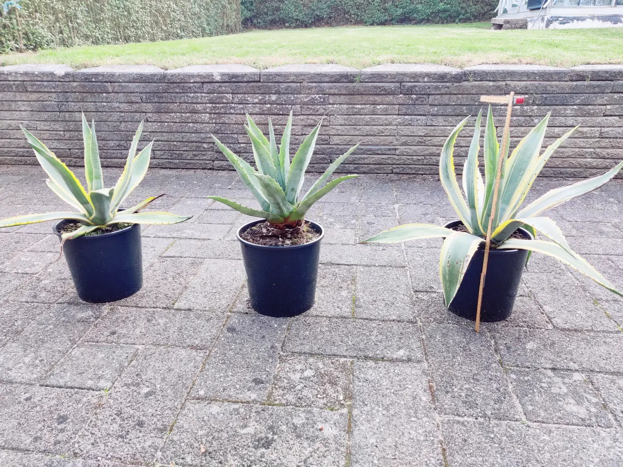 Billede 1 - Agave 2 stk