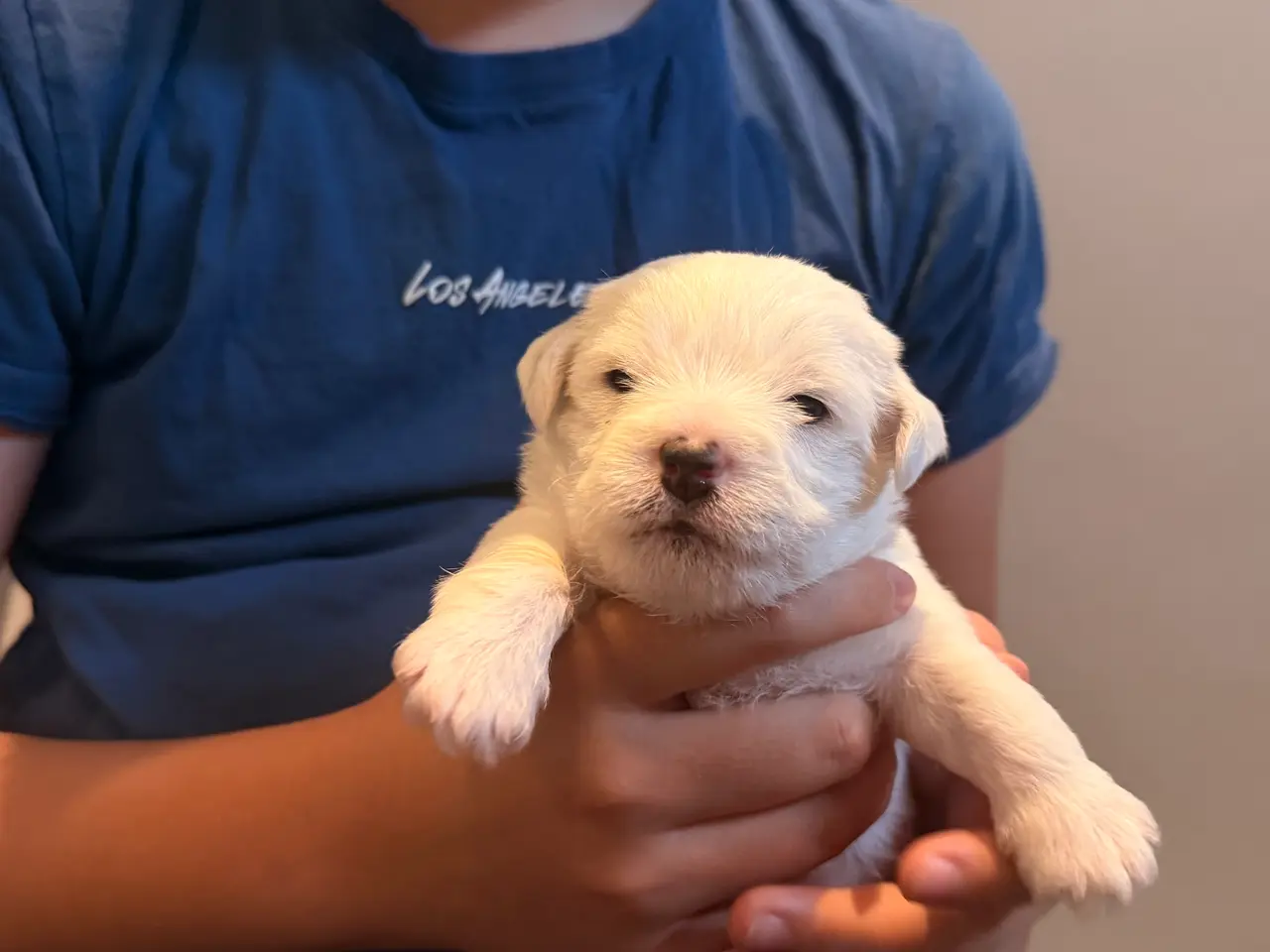 Billede 3 - Jacktese hvalpe ( Jack Russel+ Maltiser/Bichon)