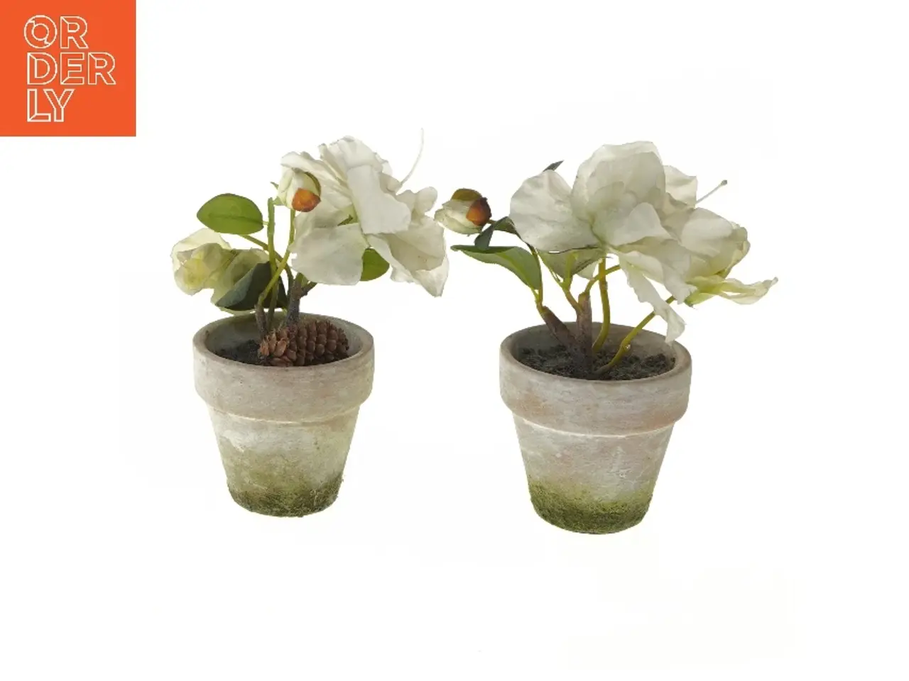 Billede 1 - Dekorative blomster i potte (str. 17 cm)