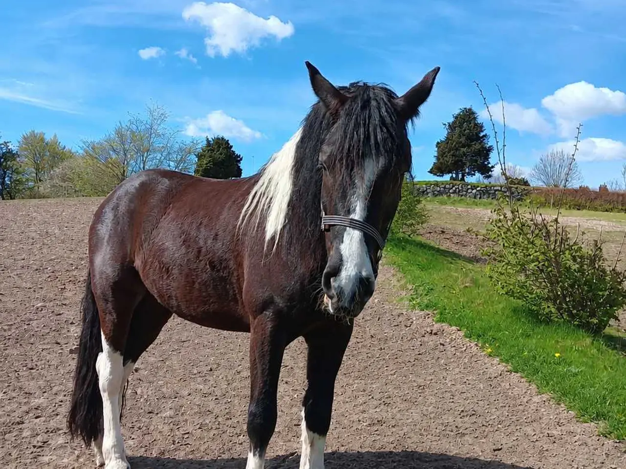 Billede 1 - Flot Barok/tinker vallak