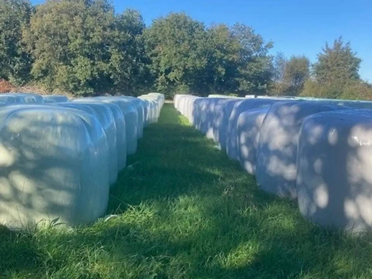 Billede 2 - Økologisk Wrap hø - supervelegnet til heste