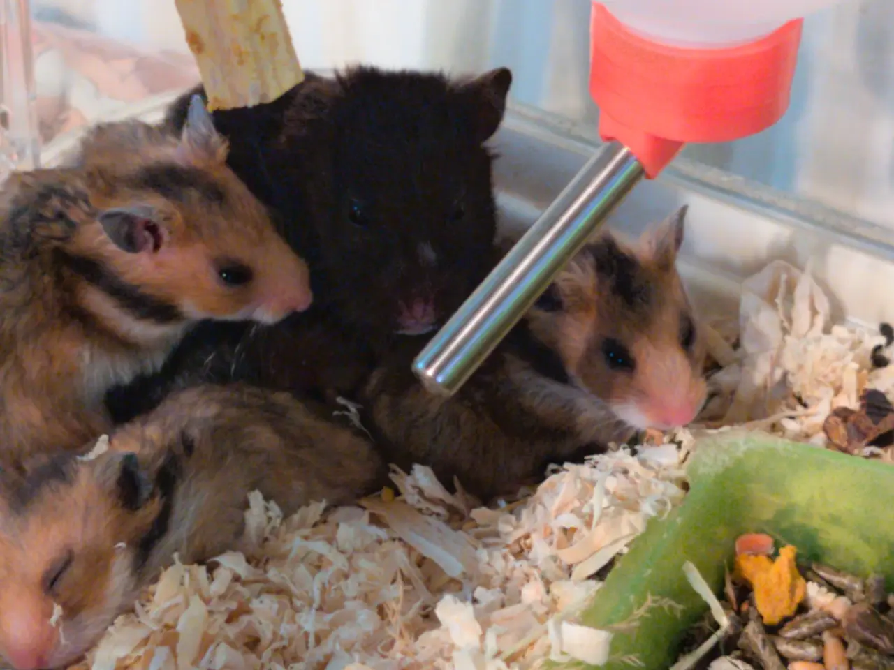 Billede 6 - Hamster unger sælges