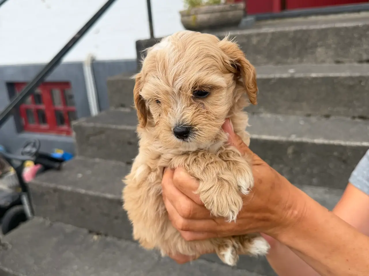 Billede 6 - 🐶Små Maltipoo hvalpe til salg🐶