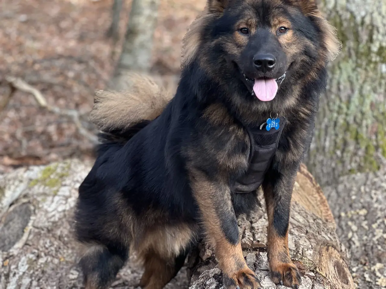 Billede 9 - Eurasier Hunde avl/parring