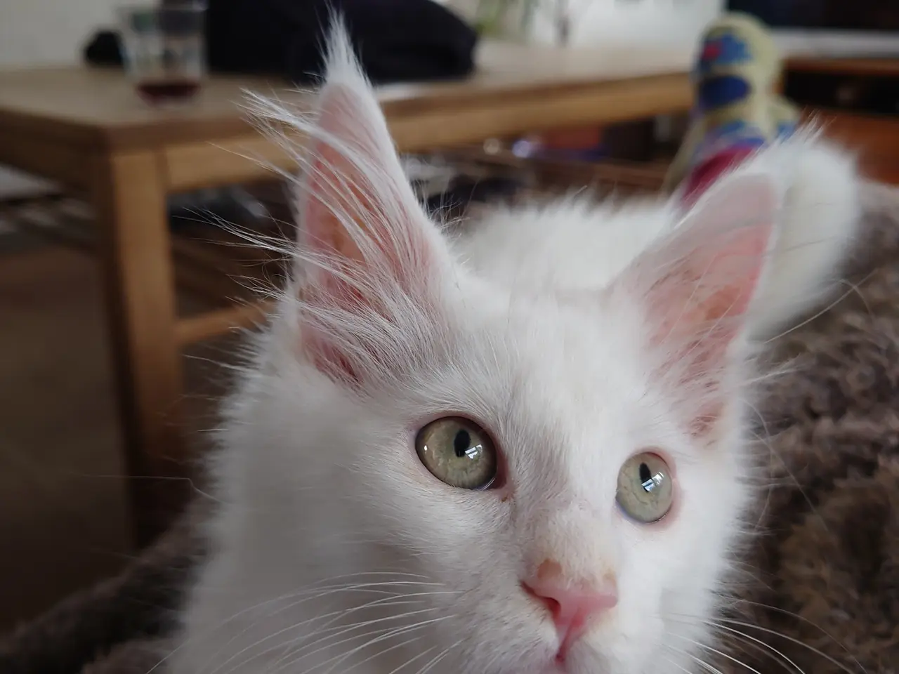 Billede 4 - Smukke Maine coon far med tavle