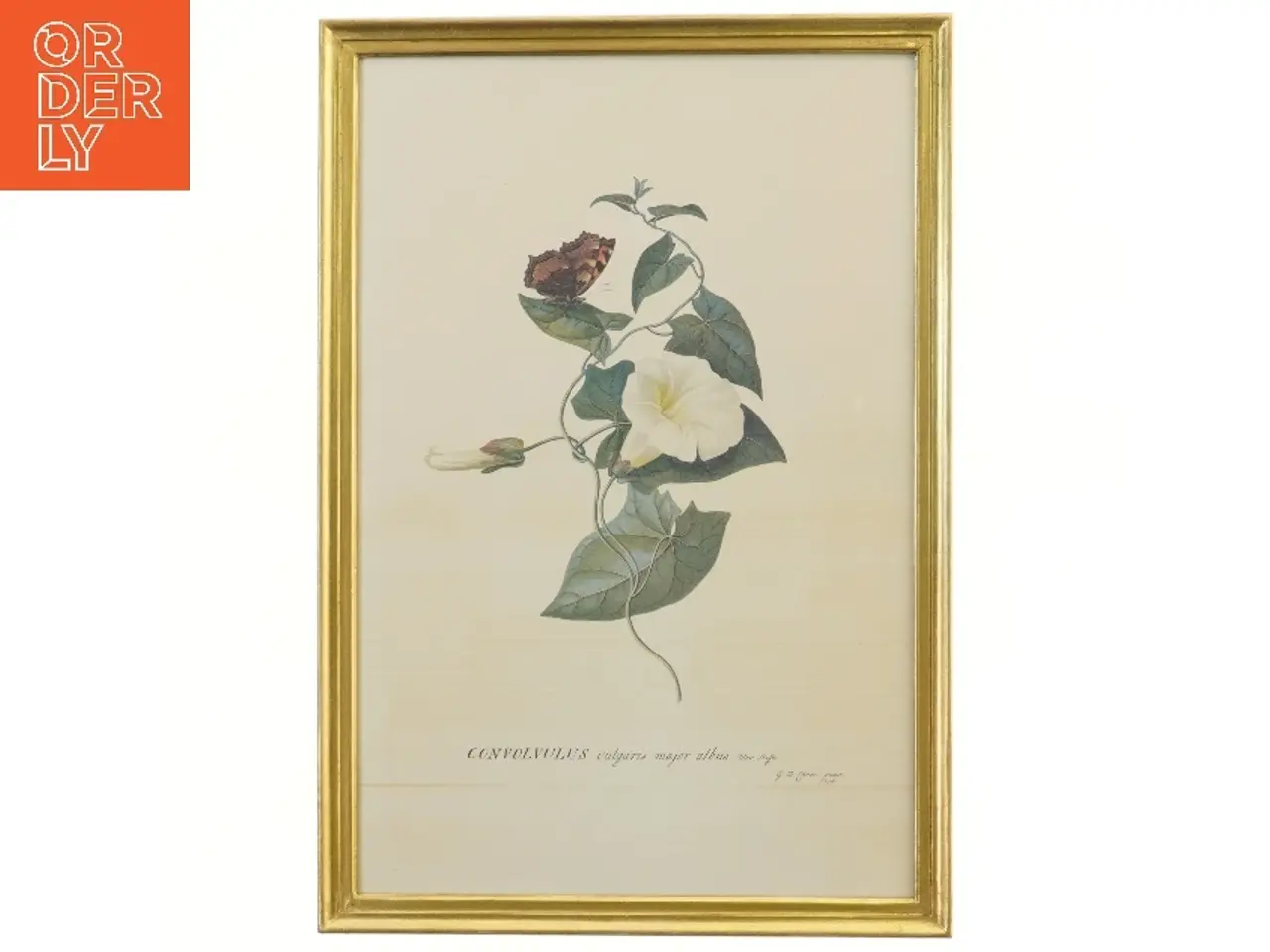 Billede 1 - Botanisk tryk med sommerfugl i guldramme (str. 32x46 cm)