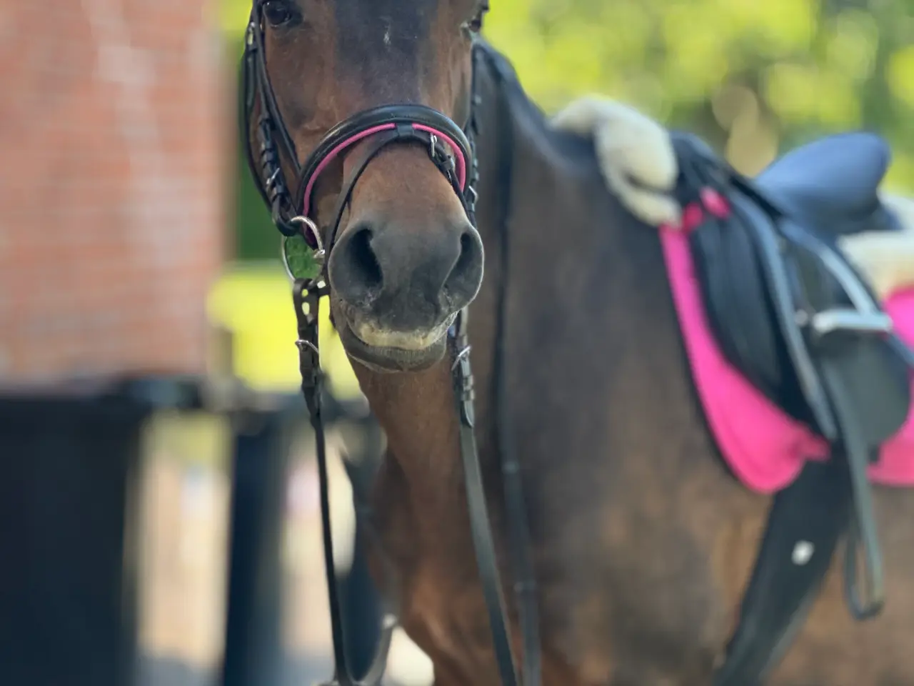 Billede 1 - Fantastisk pony søger part/låner!