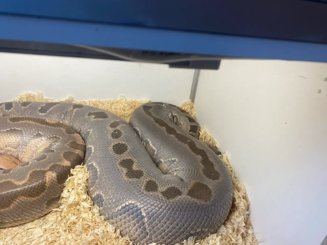 Billede 1 - Borneo Python 