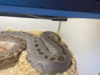 Borneo Python