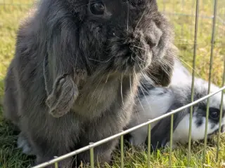 Mini-lop kanin unger