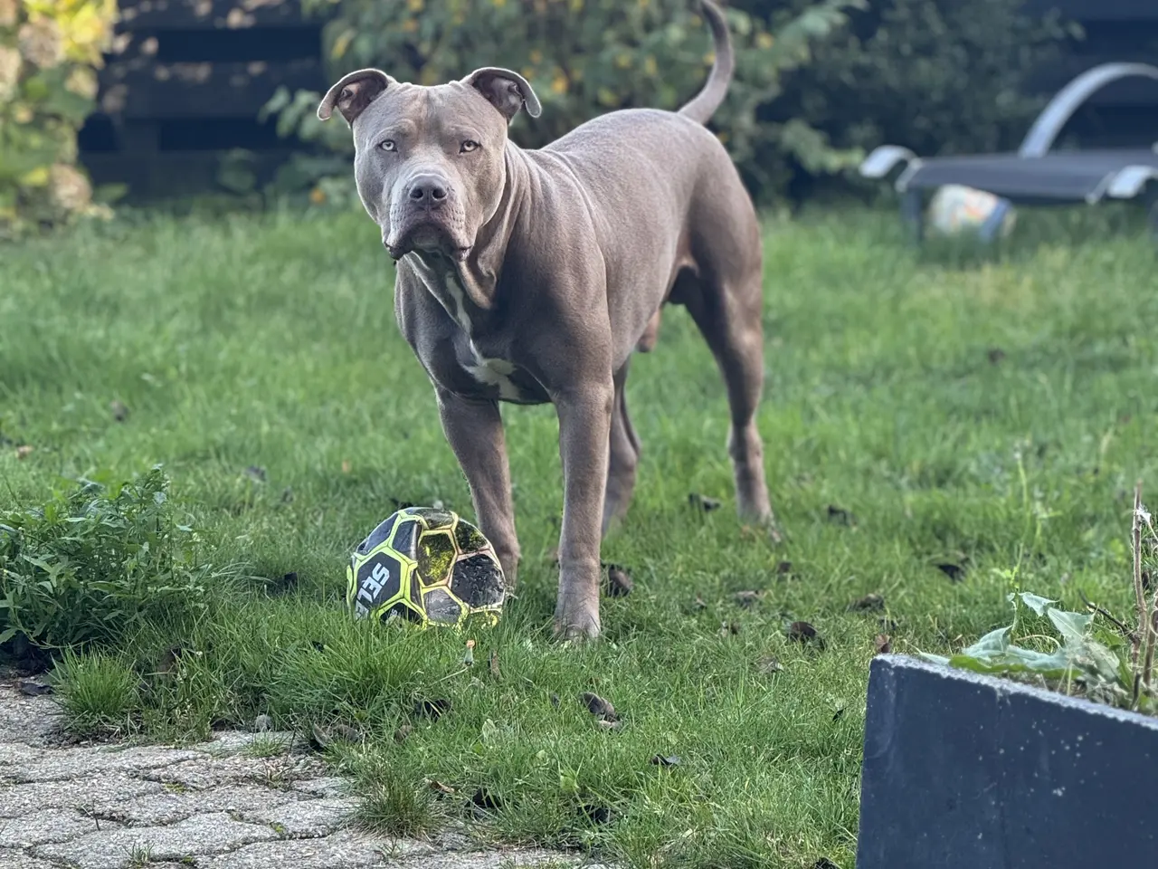 Billede 15 - American Bully XL