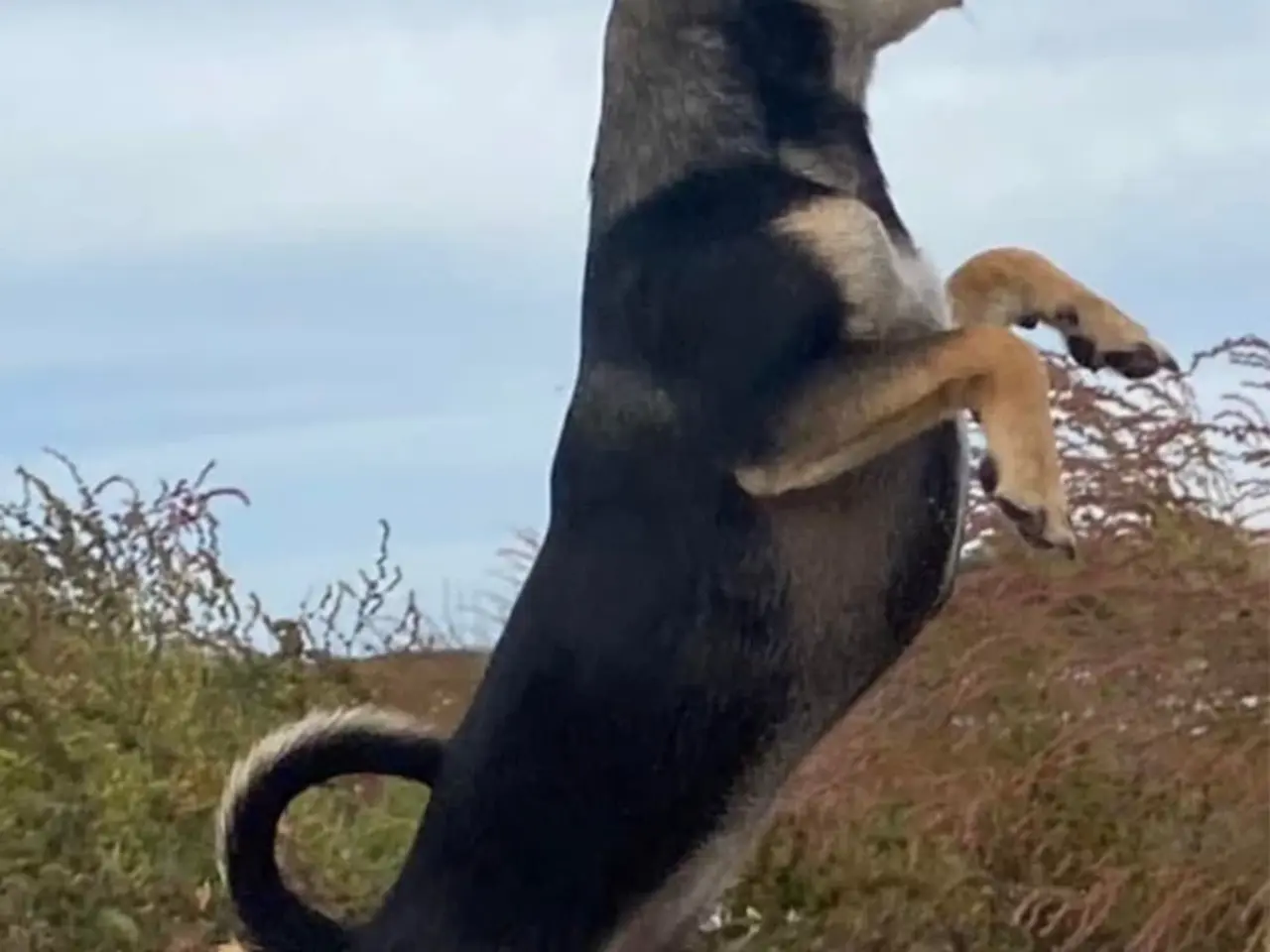 Billede 8 - Hanhund