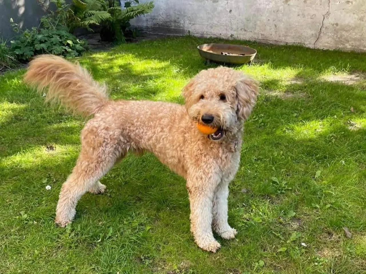 Billede 8 - Goldendoodle hvalpe